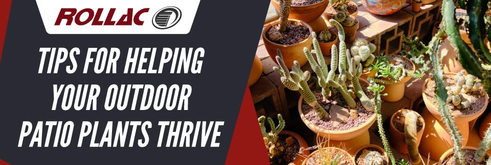 Tips For Helping Your Outdoor Patio Plants Thrive